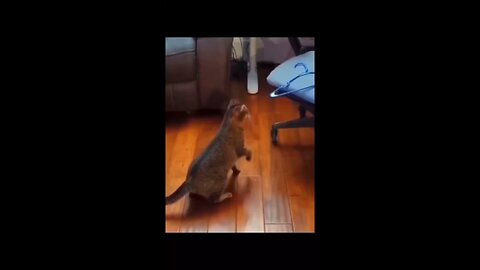 funny and cute animal video