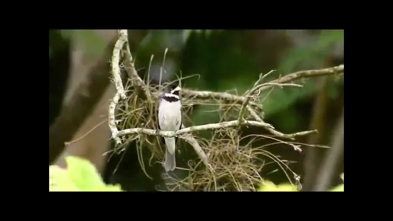 tui tui pantanal 3º nota para encarte