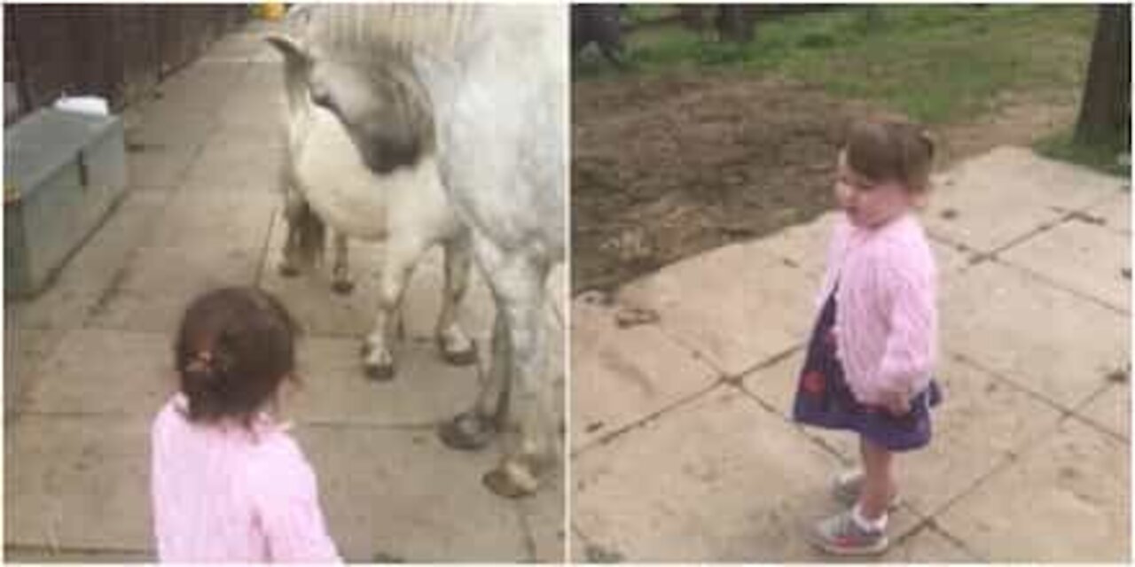 Bimba crede che il cavallo si mangi il pony