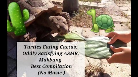 🌵🐢 Turtles Eating Cactus: Oddly Satisfying ASMR, Mukbang Best Compilation (No Music)