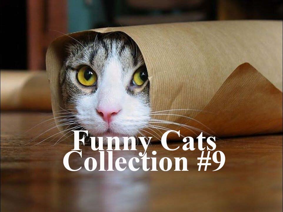 Funny Cats Collection - Definitely makes your life happy #009