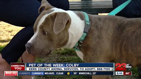 Pet of the Week: Colby