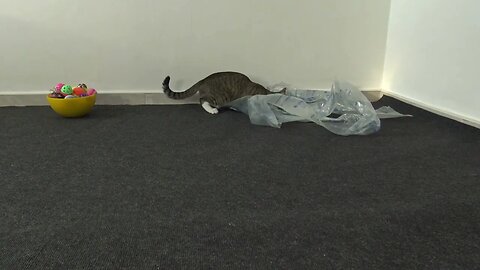 Cat Has Found a New Toy