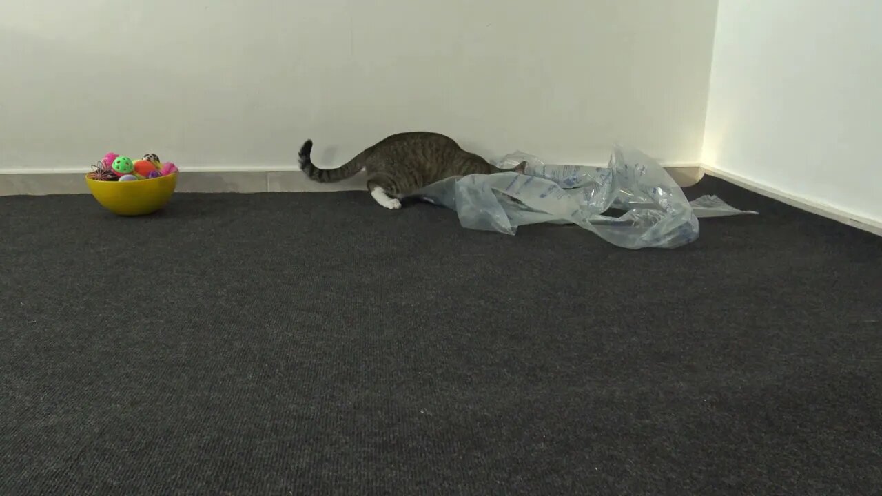 Cat Has Found a New Toy