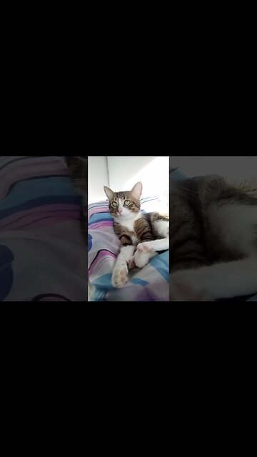 Cat Grooms Himself and Stretches