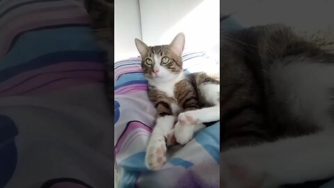 Cat Grooms Himself and Stretches