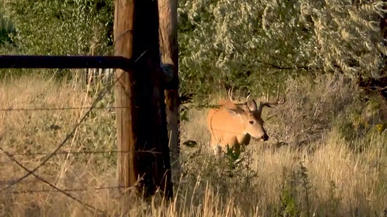 WORKING THE FENCELINE! MONSTER WHITETAIL!