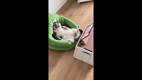 funny videos