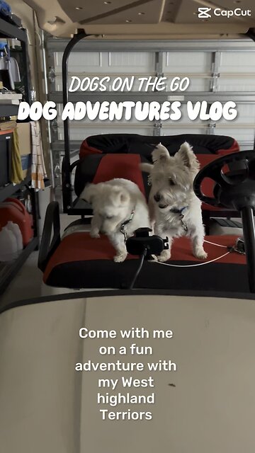 Rizzo and Bella Driving Miss Daisy