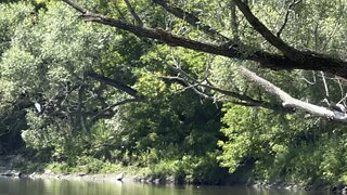 White Egrets in the tree. One is hiding behind branches