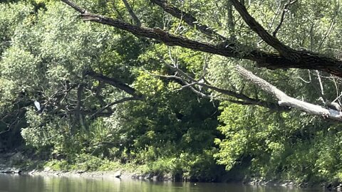 White Egrets in the tree. One is hiding behind branches