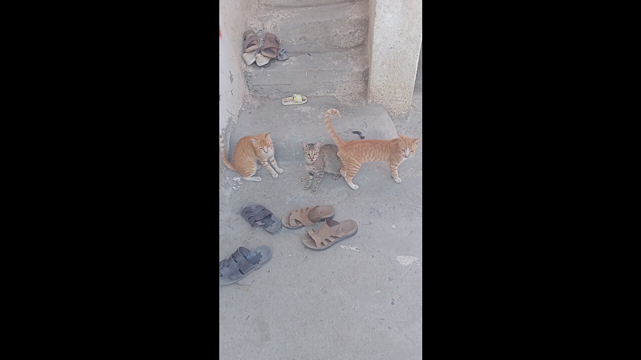 Cats sitting in front of the house and one of them escapes from the camera