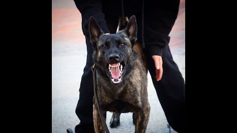 How To Make Your Dog Become Aggressive With Just Few Simple Tips.