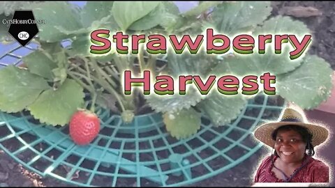 Strawberry Harvest