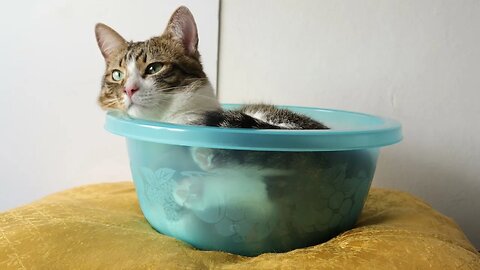 A Funny Cat Cradle