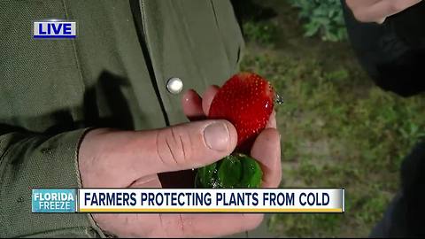 Farmers protecting plants from cold