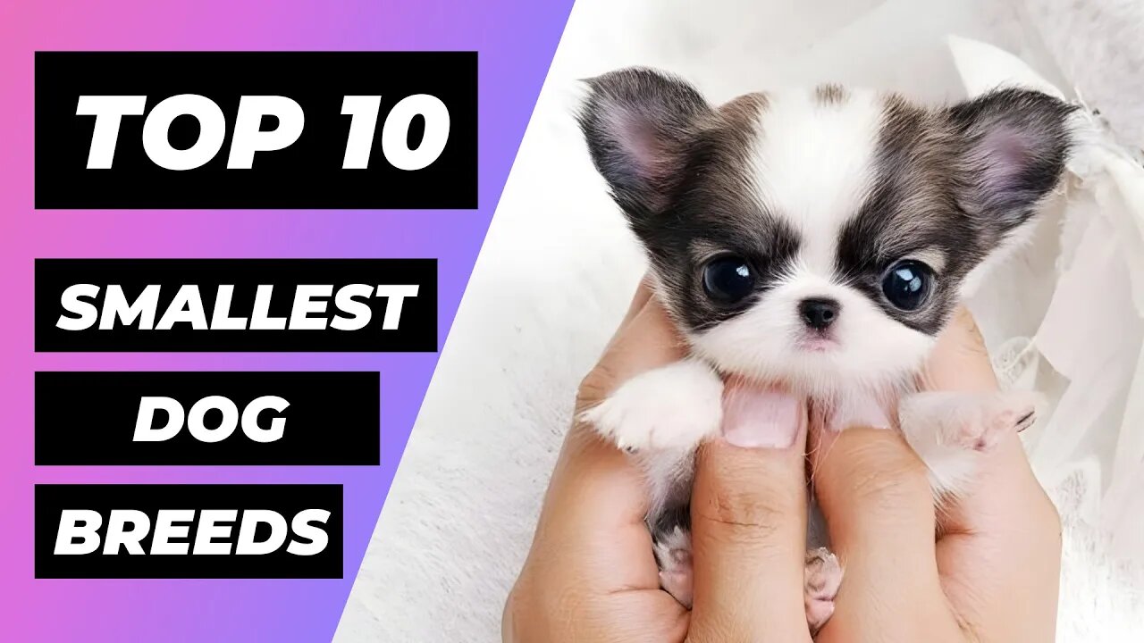 TOP 10 SMALLEST DOG BREEDS In The World | 1 Minute Animals