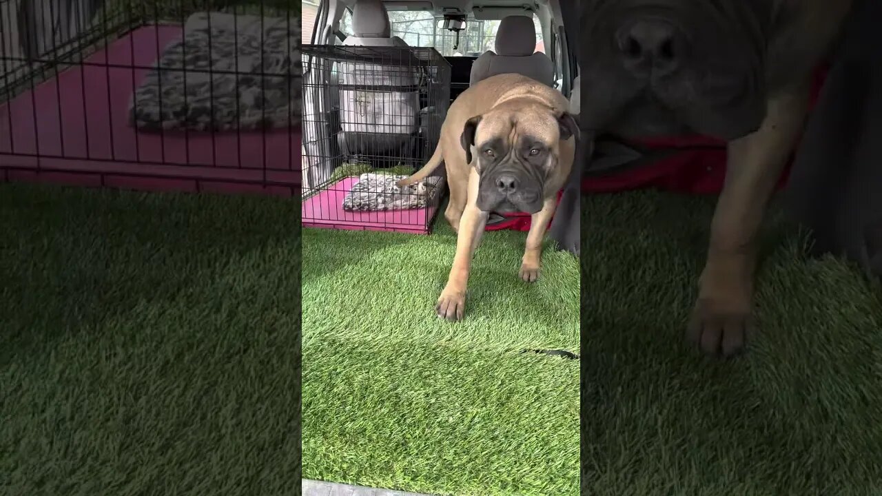 Clips from NE trip ! Thursday the day we left for Mitchell Nebraska. LonelyCreek bullmastiff