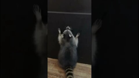 #shorts Смешные Еноты Из Тик Ток 20 Funny Tik Tok Raccoons