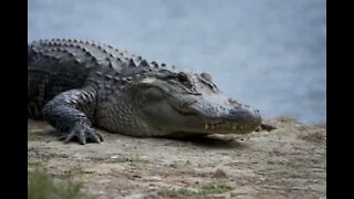 Che faresti se trovassi un coccodrillo fuori la porta di casa?