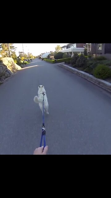 Athletic dog pulls owner on skateboard for walk time