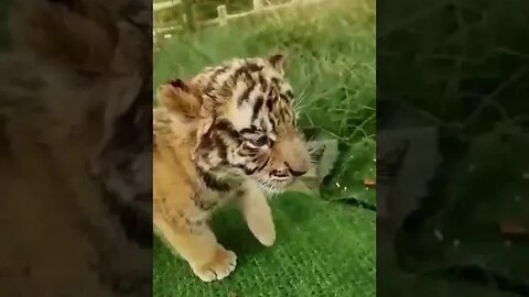 Dogs / Tiger / Cats videos #ytshorts #petvideos #wildlife