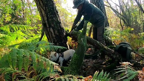 Half TIPI TARP camping | Find Kienspan | Cooking Fried potatoes | Relax with Dogs | Forest ASMR-4