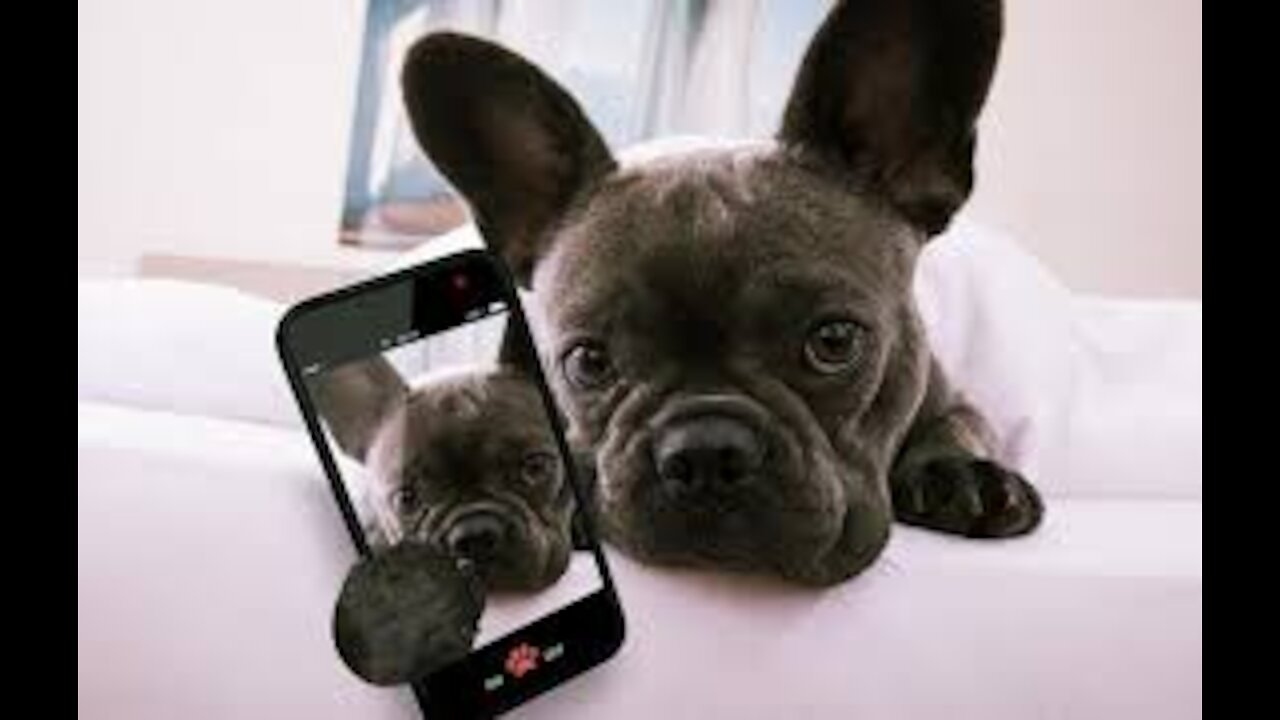 These Must be the cutest Pets on Tik Tok !!!