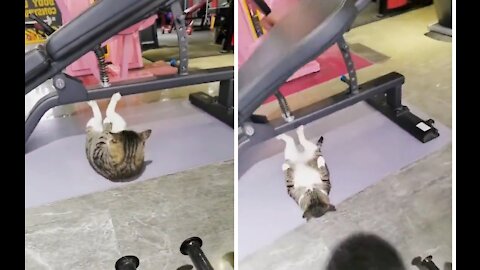 CAT DOING CRUNCHES IN GYM VOL 2