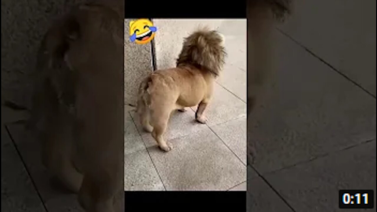 🤣Funny dog video🤣/#shorts