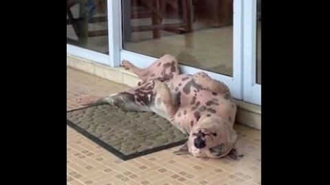 Bulldog Loves napping in front of the jewelry store