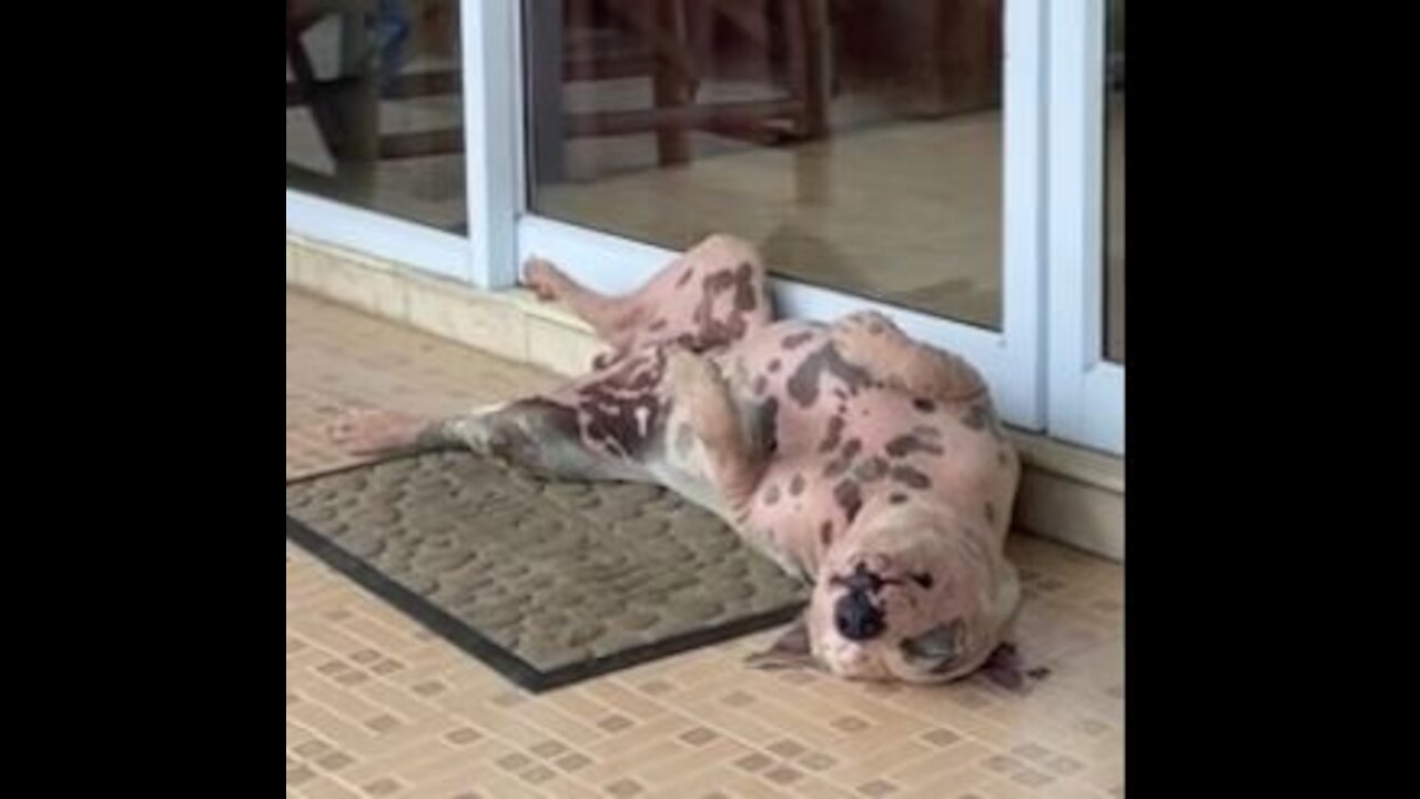 Bulldog Loves napping in front of the jewelry store