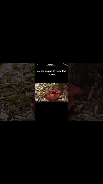 The Rafflesia arnoldii, found in Southeast Asia, is the world's largest flower by diameter #flowers