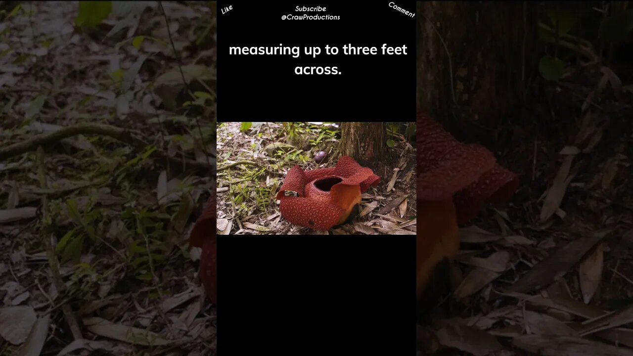 The Rafflesia arnoldii, found in Southeast Asia, is the world's largest flower by diameter #flowers