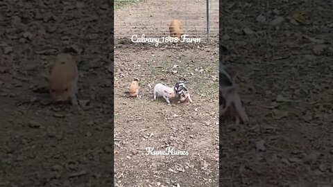 KuneKune play time