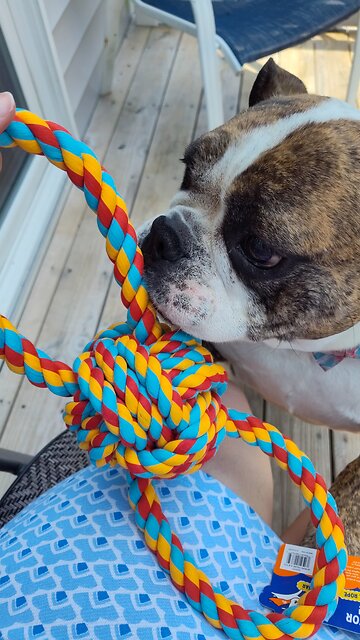 New rope toy! Best day ever!