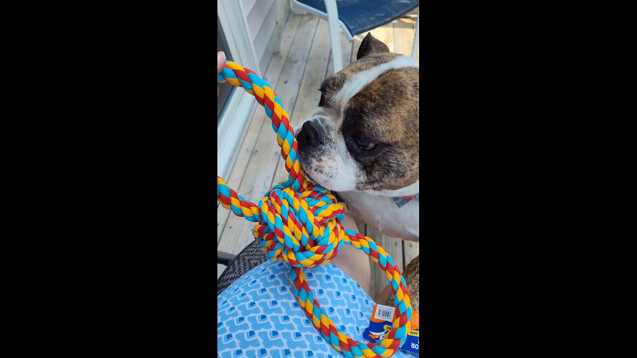 New rope toy! Best day ever!