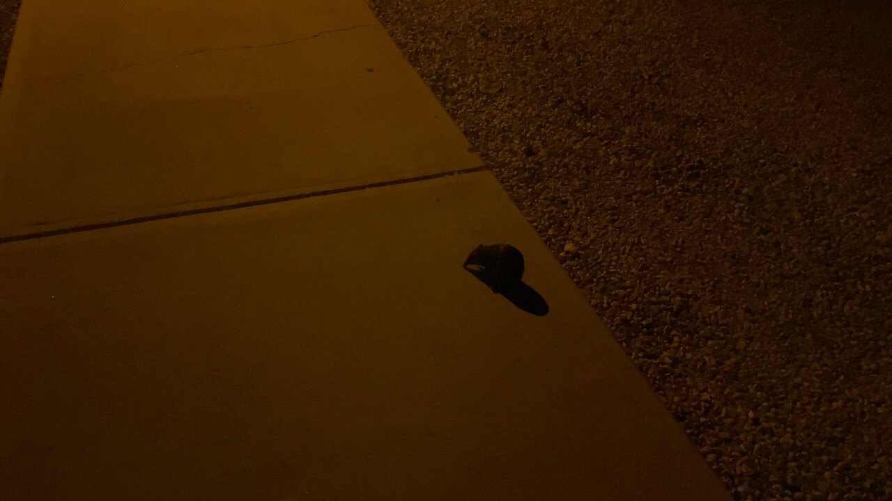 Interesting Visitor