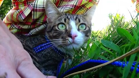 Cute Kitten Is Scared by a Dog