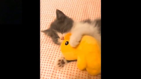 Funny and Cute Pets |Try Not To Lough To These Pets Compilation .