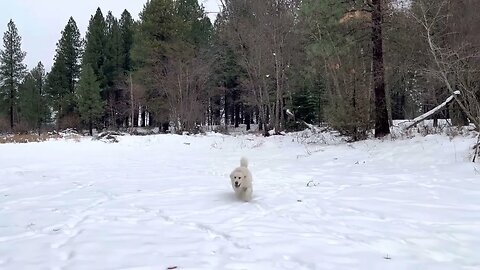 Great Pyrenees Bear