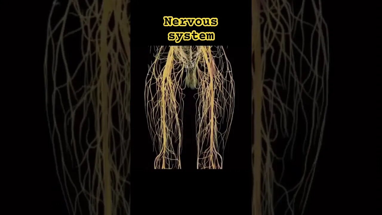 The Nervous system #nervoussystem #neurology