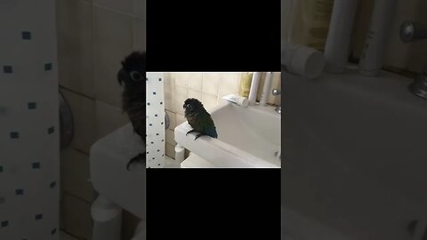 My bird chilling near water 🚿💦