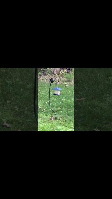 Squirrels and Birds at the Bird Feeder