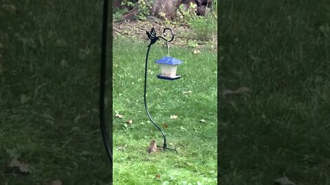 Squirrels and Birds at the Bird Feeder