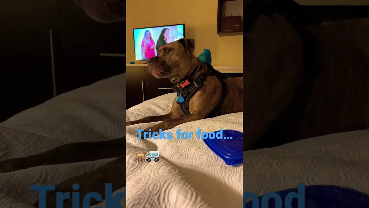 Popcorn tricks!! #dog #funnyvideo #shorts