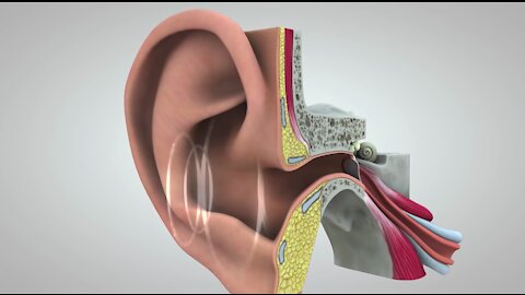 Journey of Sound to the Brain