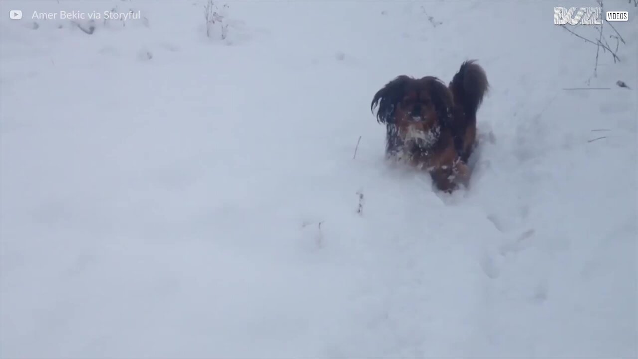 Un maître trompe son chien en jouant à la balle avec des boules de neige