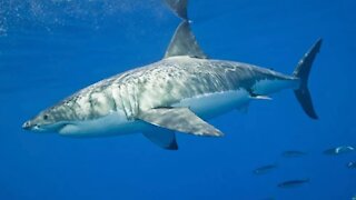 Un grand requin blanc de plus de 2 mètres s'approche du golfe du Saint-Laurent