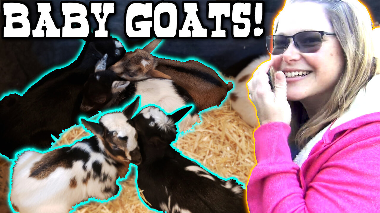 🐐 Nigerian dwarf goat baby - the wife left to get two, but brought home FIVE!